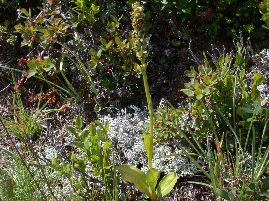 Pseudorchis albida - Witte muggenorchis