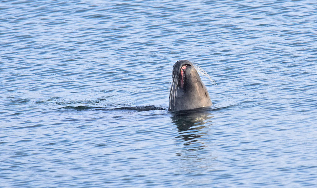 Gewone Zeehond
