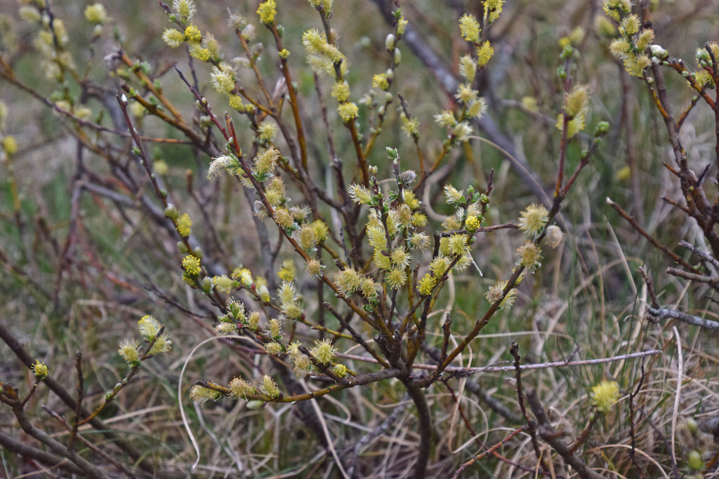 Kruipwilg, Noordhollands Duinreservaat Limiet