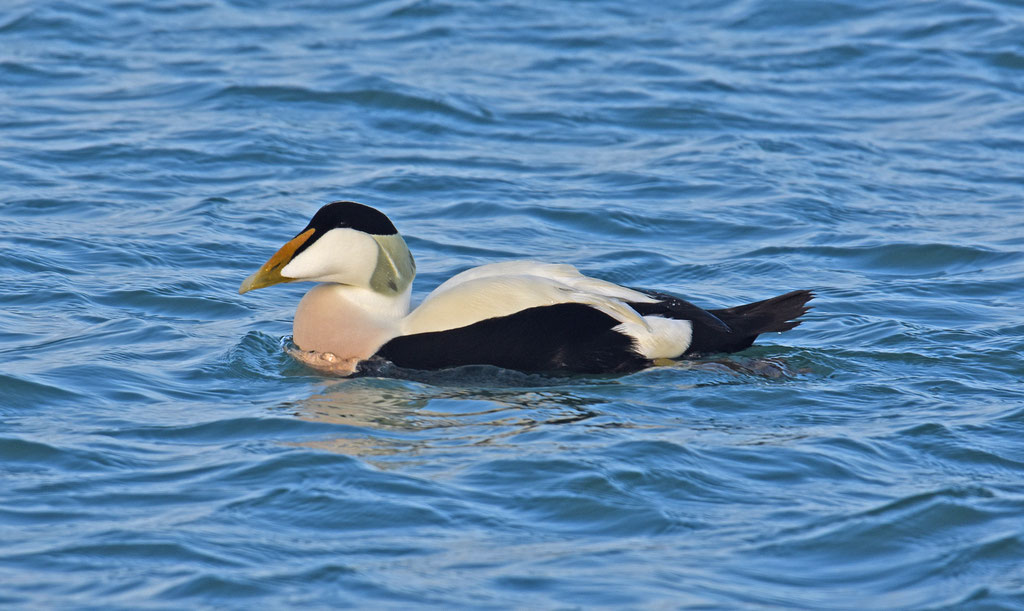 Eider, man