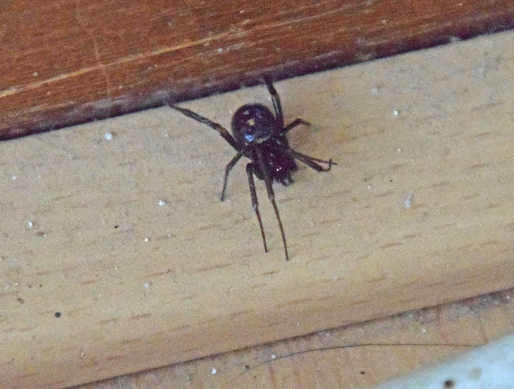 Steatoda bipunctata - Koffieboonspin