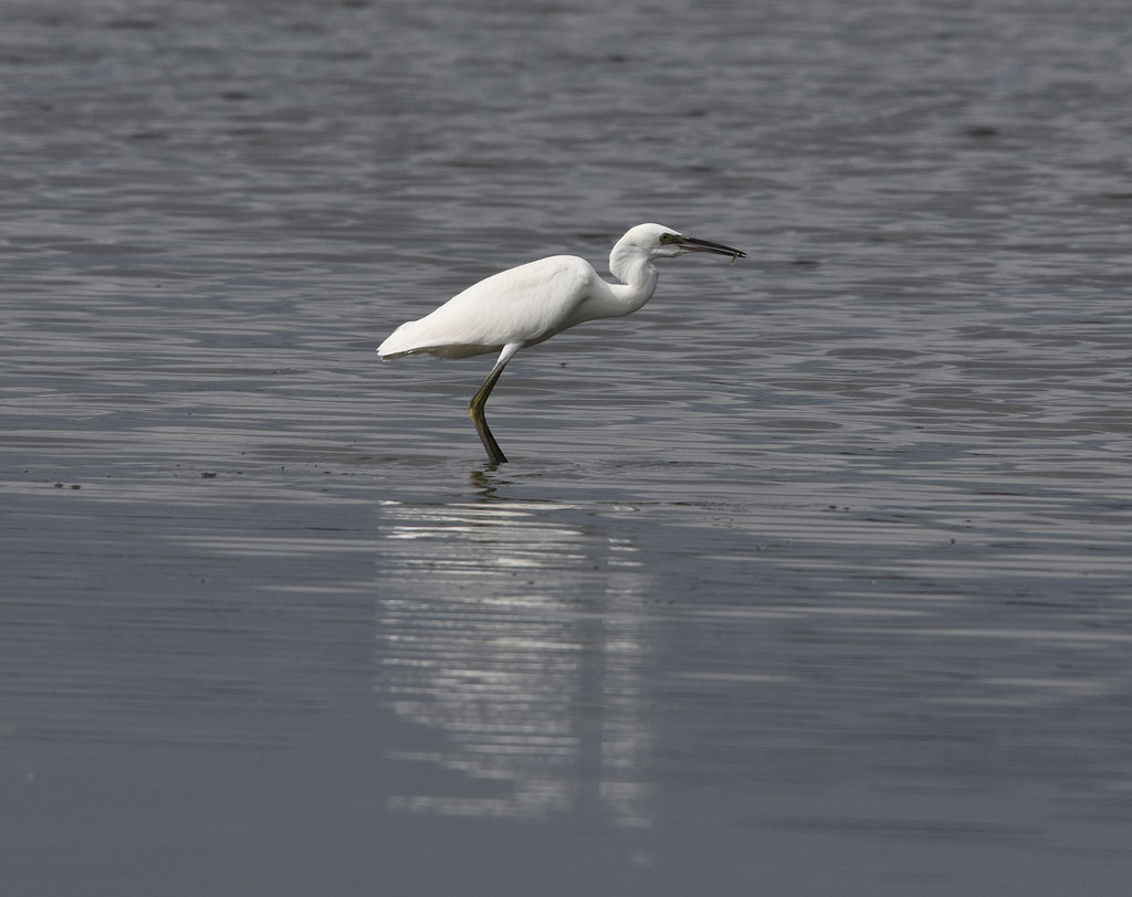 Kleine Zilverreiger