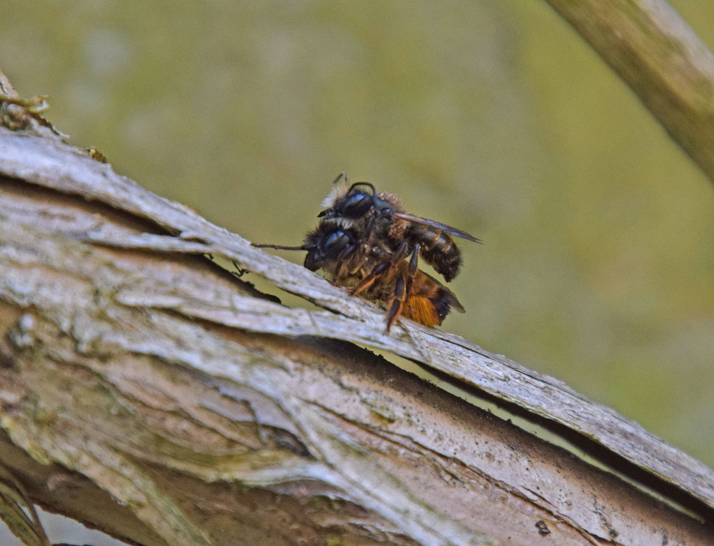 Rosse metselbij - Osmia bicornis