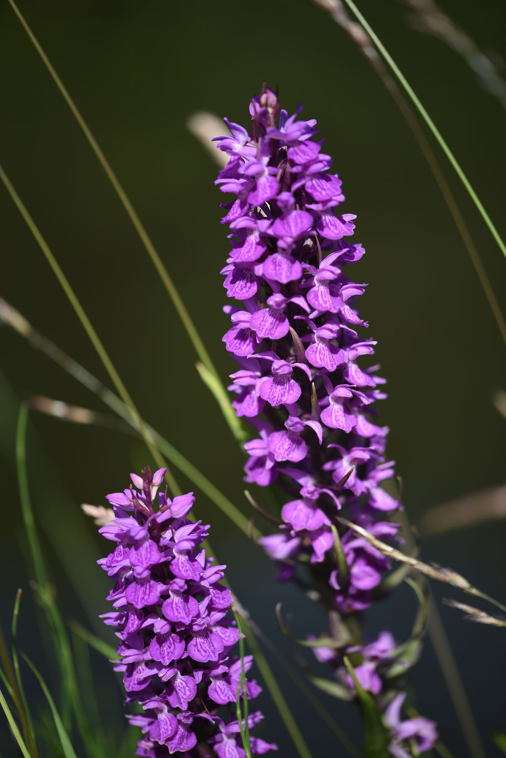 Rietorchis