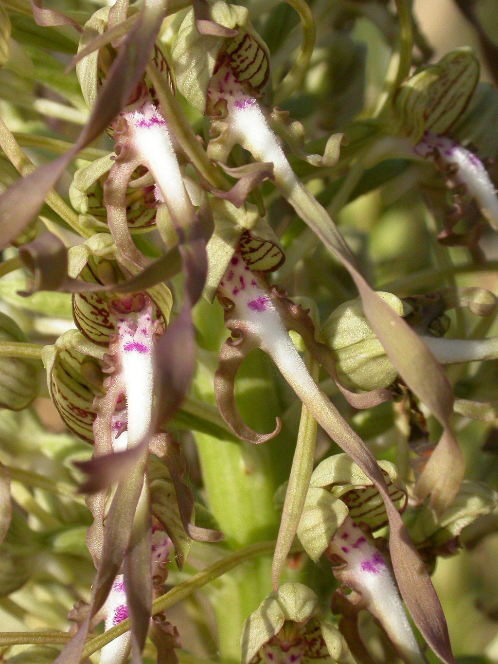 Himantoglossum hircinum - Bokkenorchis