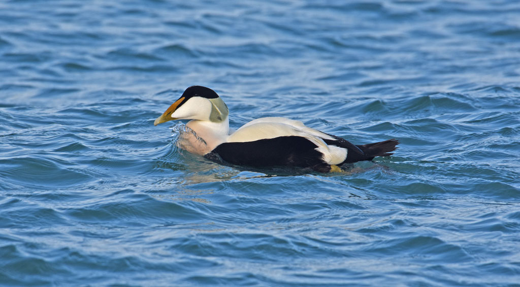 Eider, man