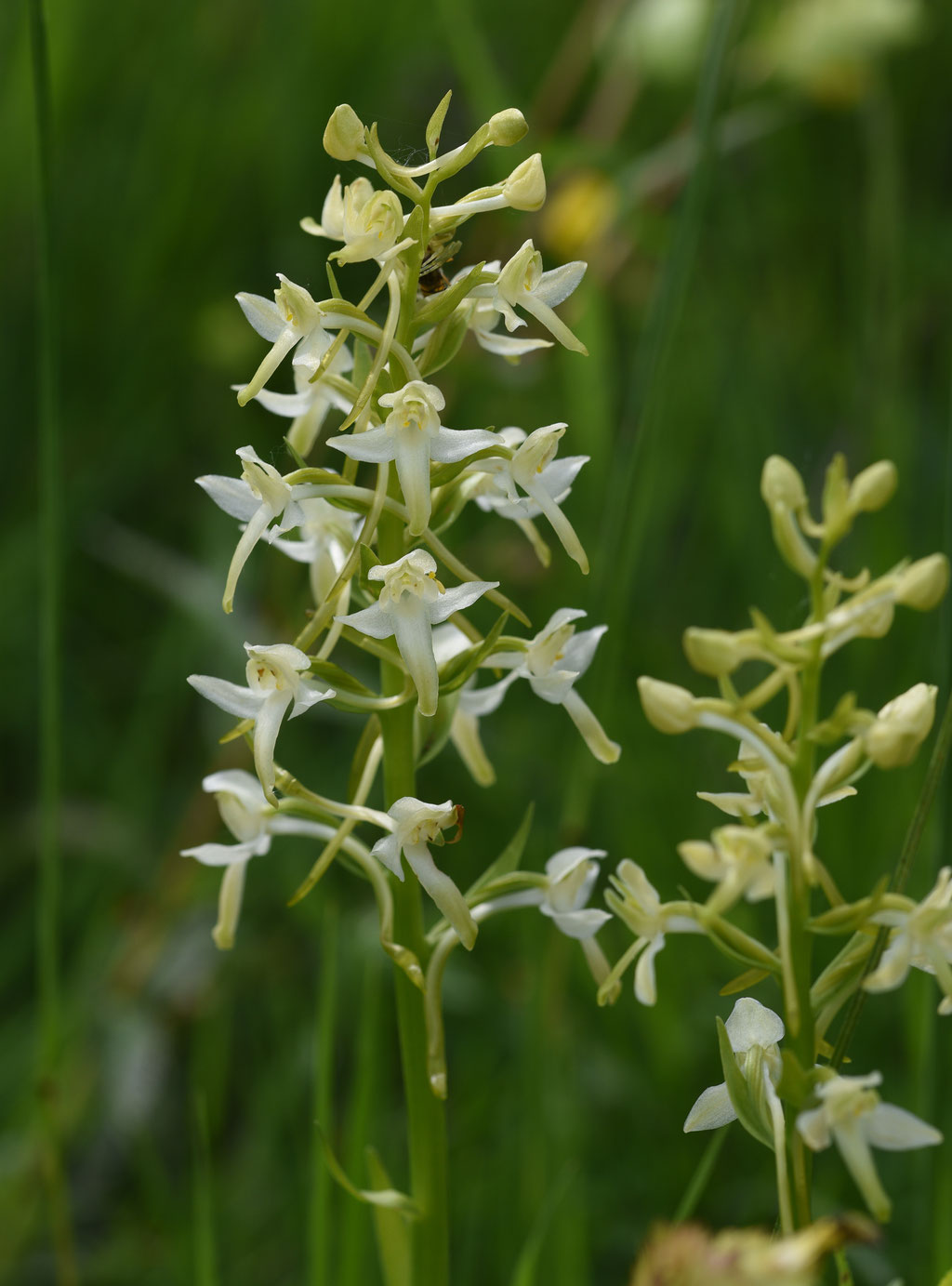 Welriekende Nachtorchis x Bergnachtorchis
