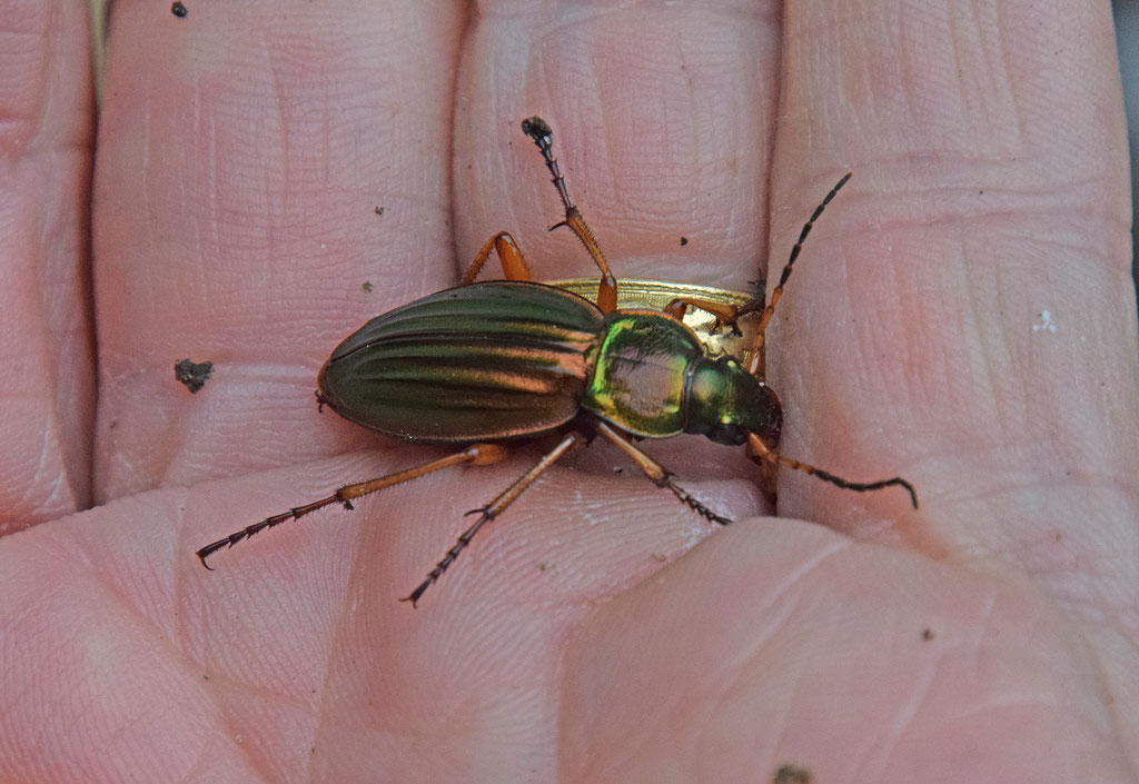 Gouden loopkever - Carabus auratus