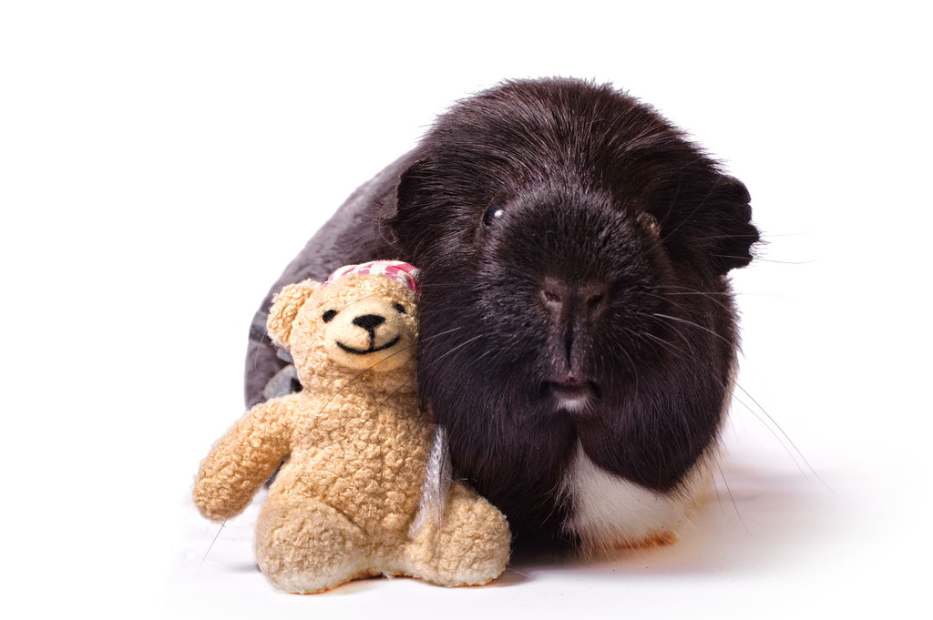 Meerschweinchen mit Teddy