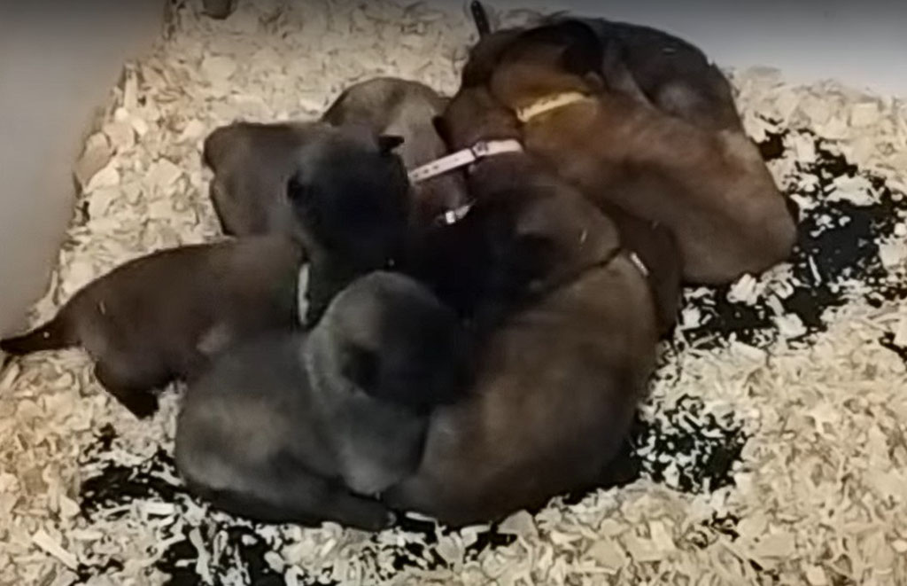 Les Bébés de Syrah des Loups de la Tiarde 18 jours