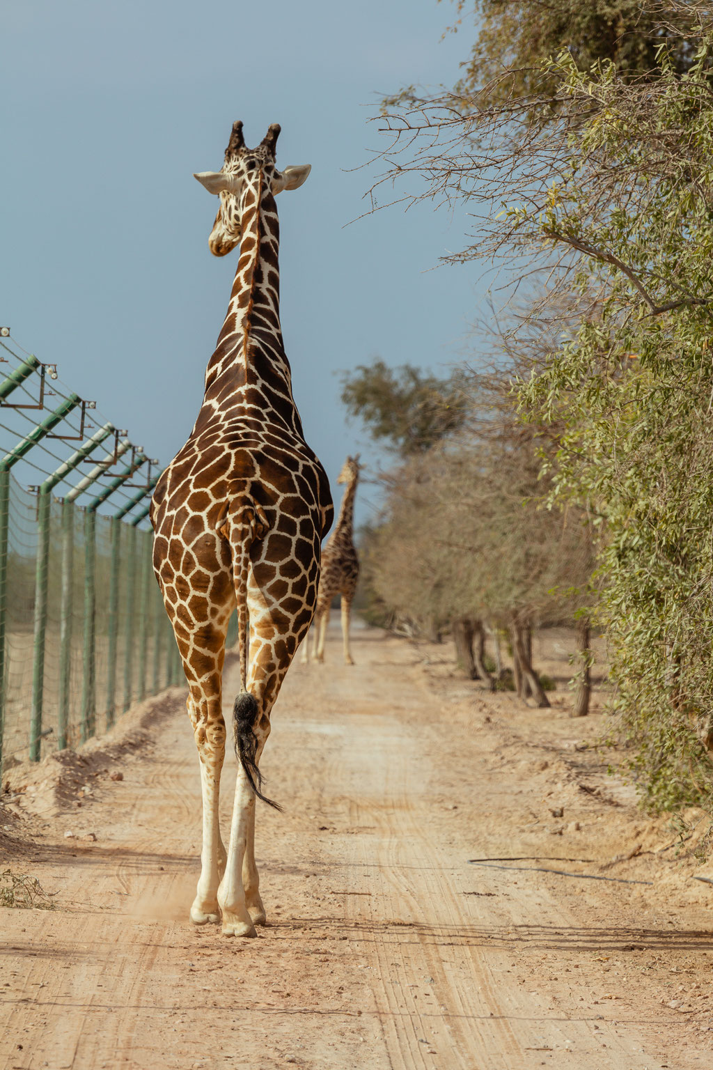 Sir Bani Yas