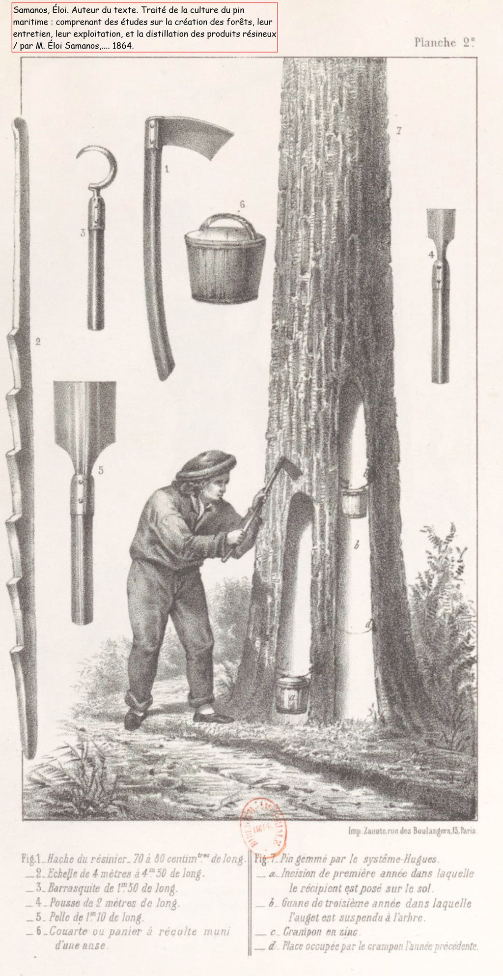 samanos 1864