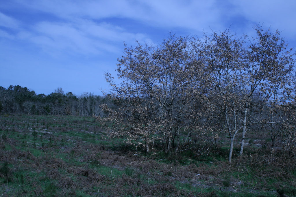 chênes en régénération naturelle