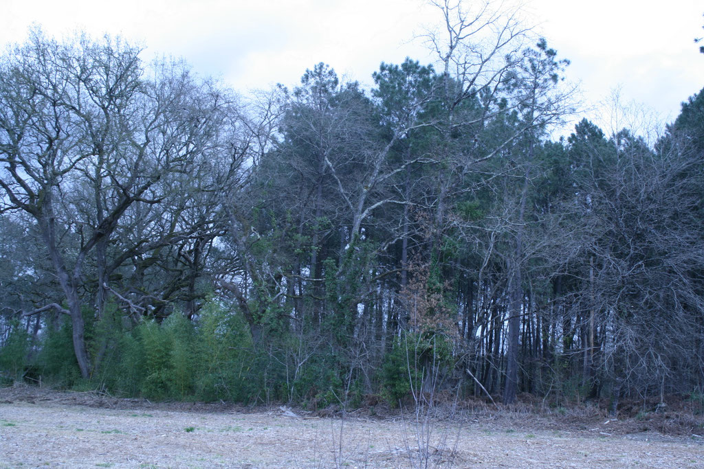 feuillus en lisière de champs de pins