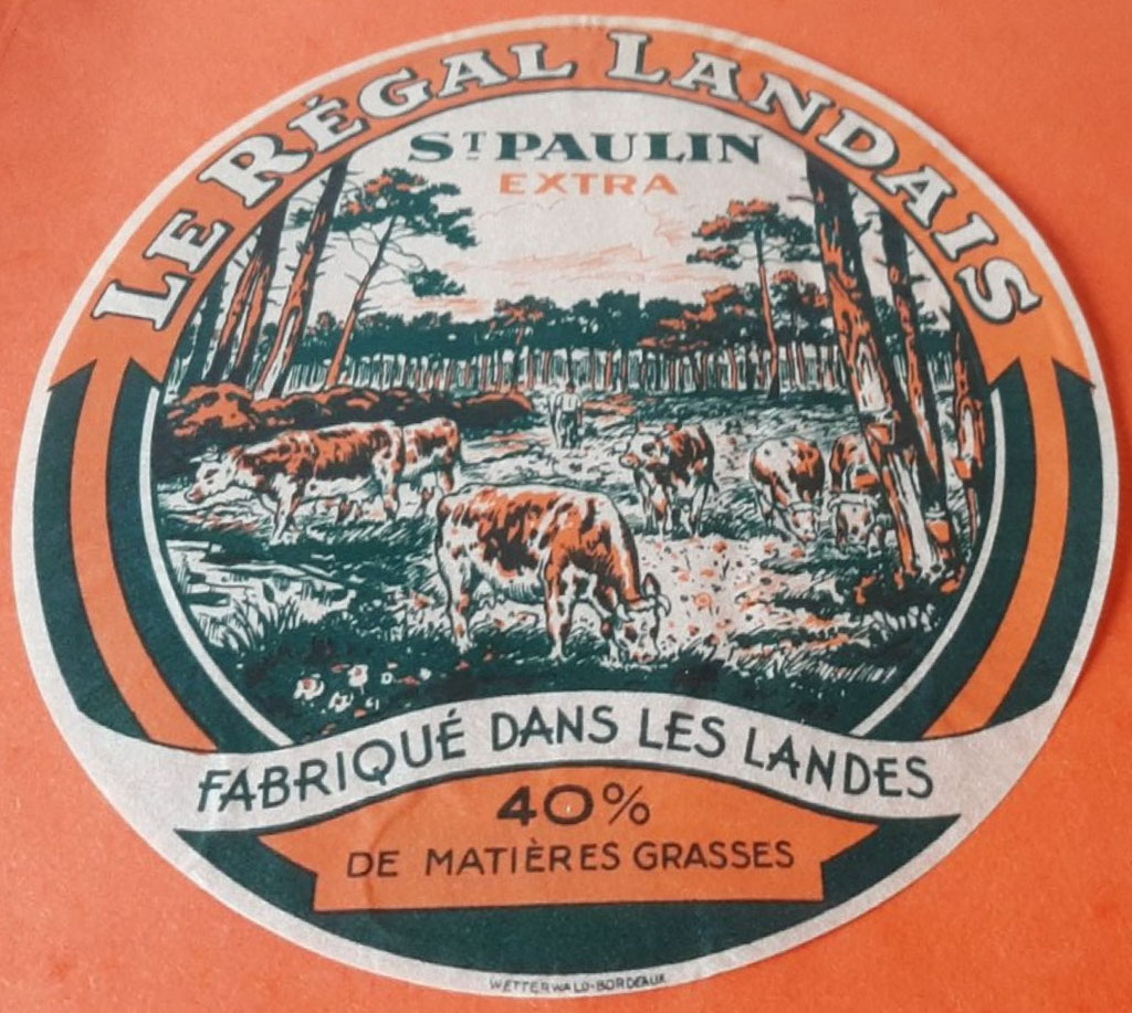 élevage de vaches dans les landes