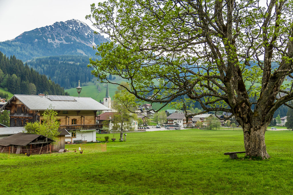 Der Ahornbaum in Filzmoos