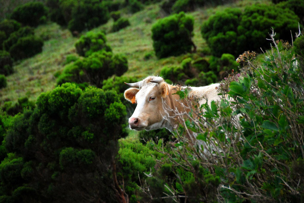 Azores 09.10.2015 - Flores: Cow
