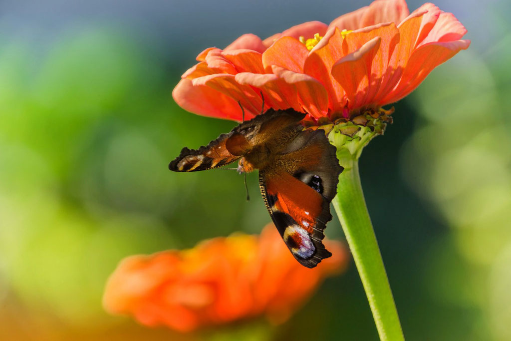 Unter der Blüte