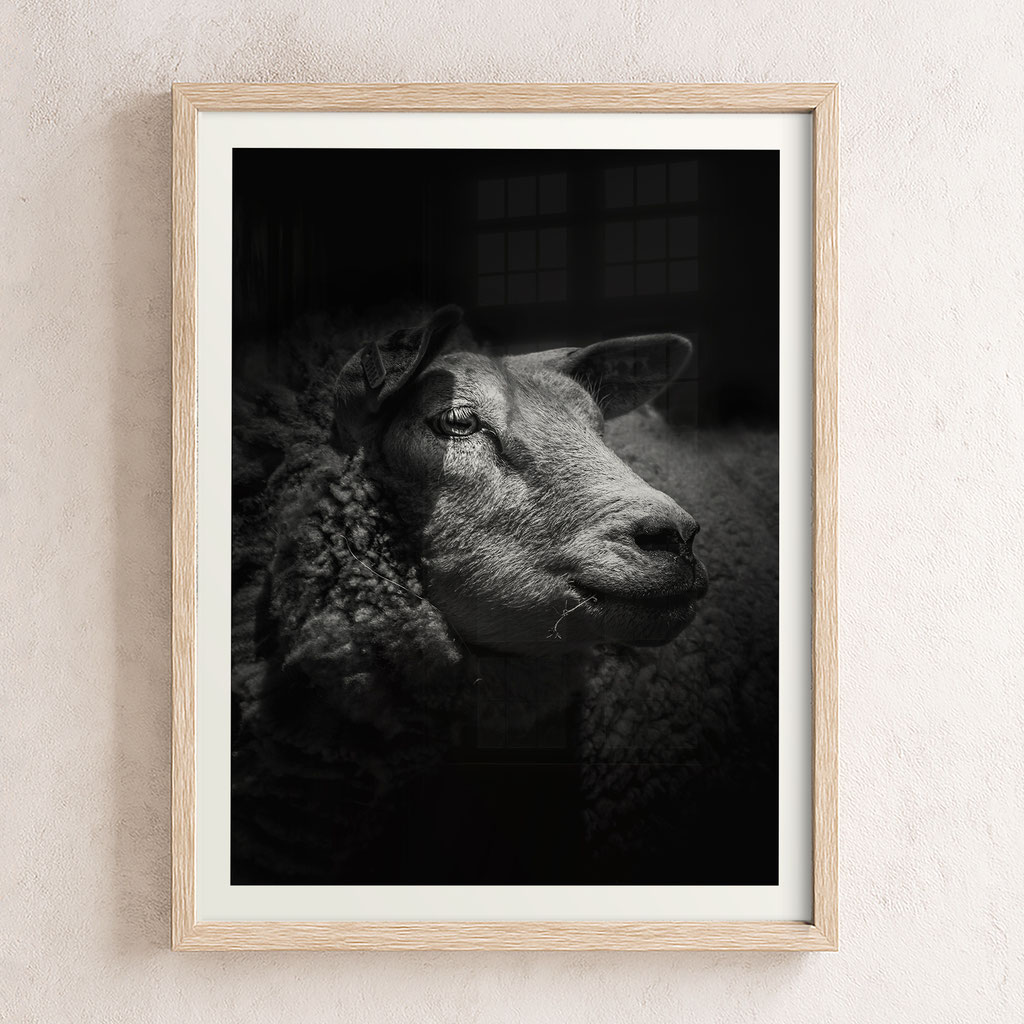 Dutch sheep dark and moody