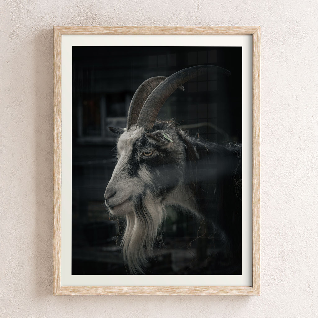 Swag goat moody photo
