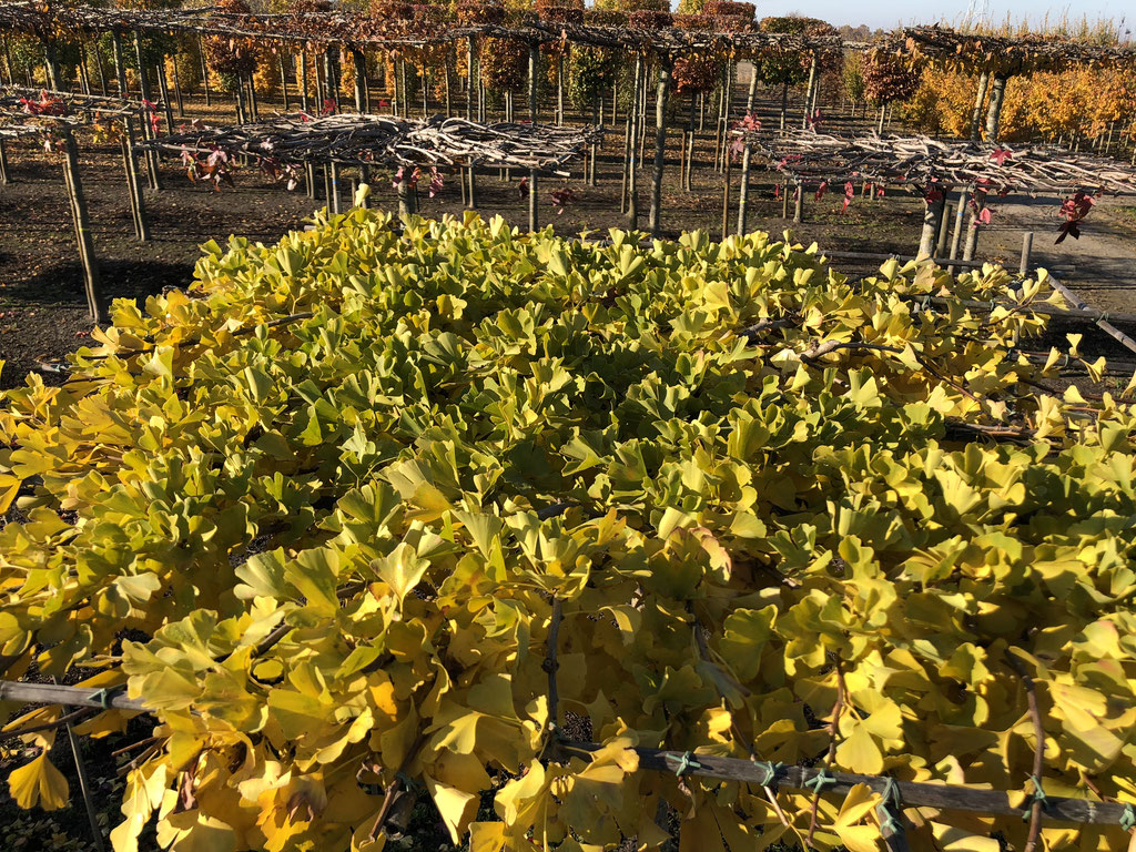 Het dak van de Ginkgo