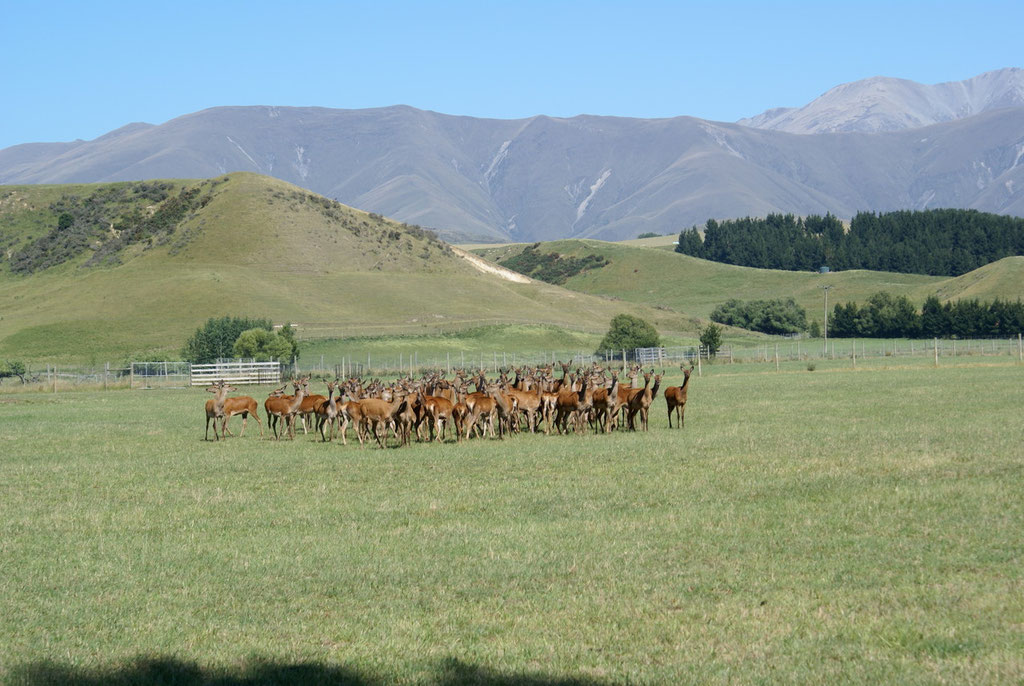 Game Farm