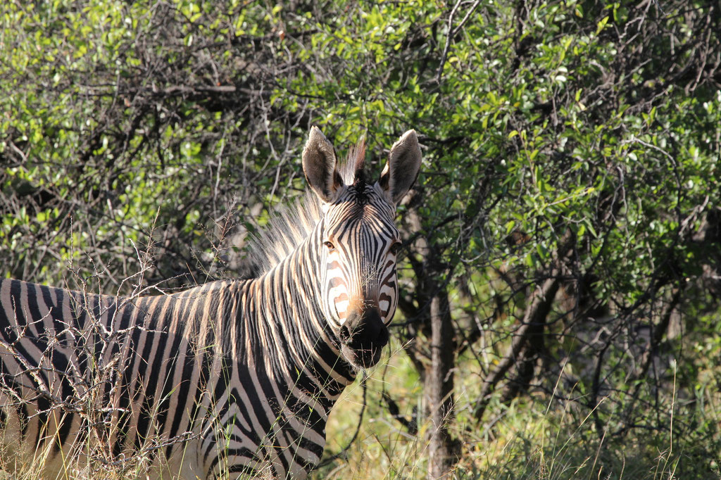 Bergzebra