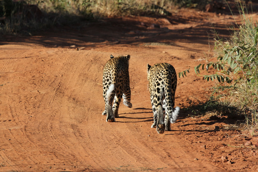 Die 2 Leoprden ( Mutter mit Jungtier ) begleiten uns über längere zeit.