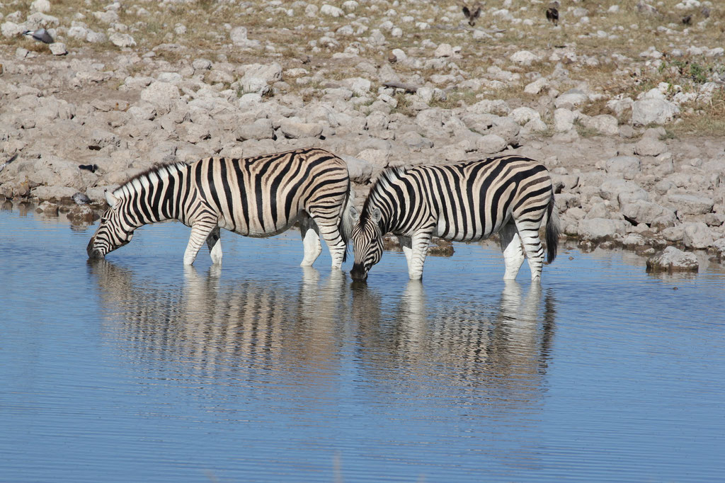 Okaukuejo Wasserloch