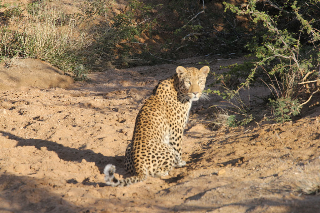 Ein junger Leopard ist uns begegnet auf der Gepardentour