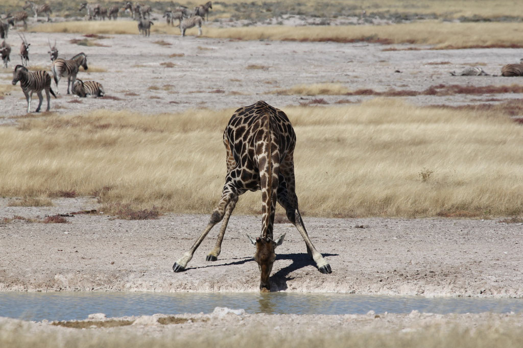 Auch Giraffen haben Durst
