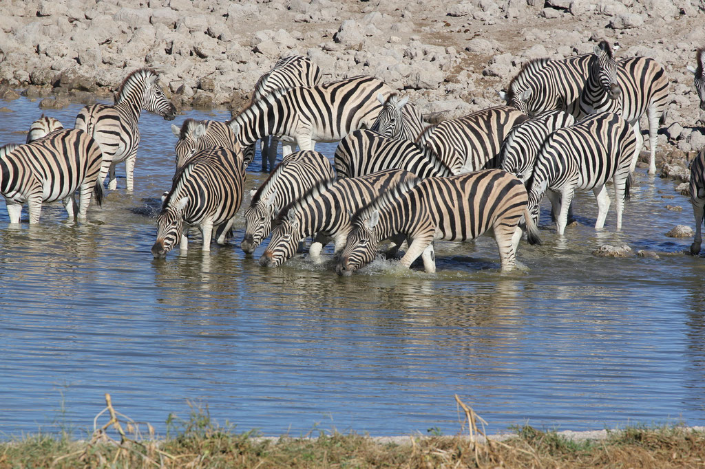Okaukuejo Wasserloch