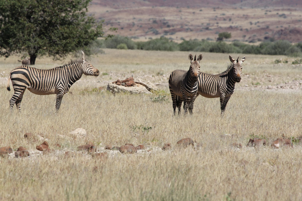 Steppenzebras im Hoanib