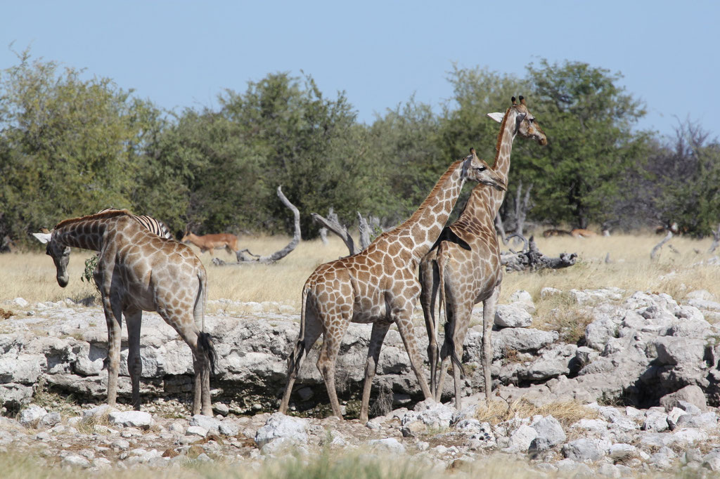 Giraffen am Ombika Wasserloch in der Nähe des Anderson Gate