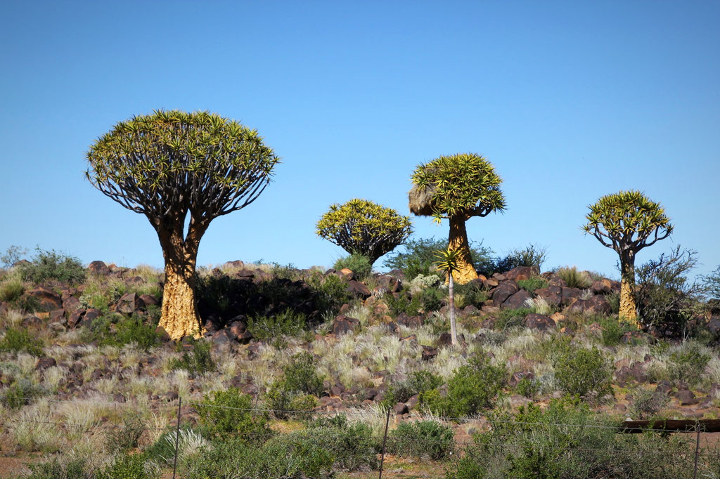 Köcherbäume in der Gegend von Keetmanshoop