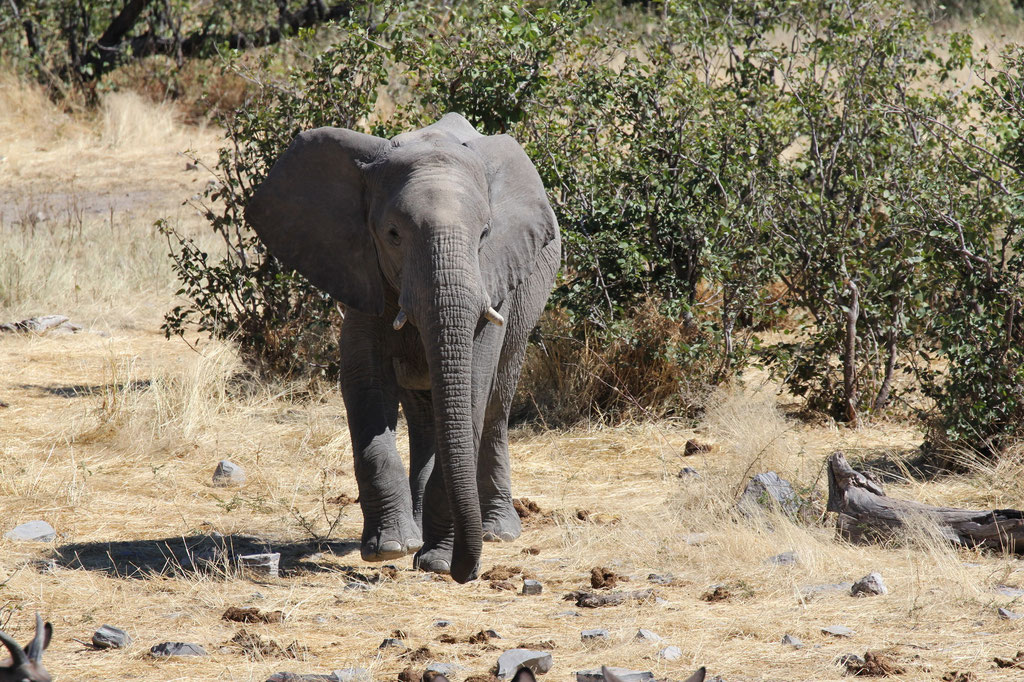 Elephant beim Halali Camp Wasserloch