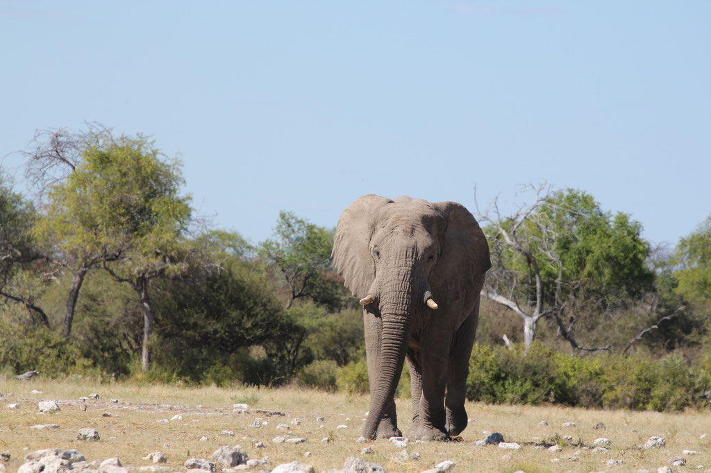 Elefant beim Klein Namutoni Wasserloch