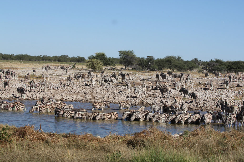 Okaukuejo Wasserloch