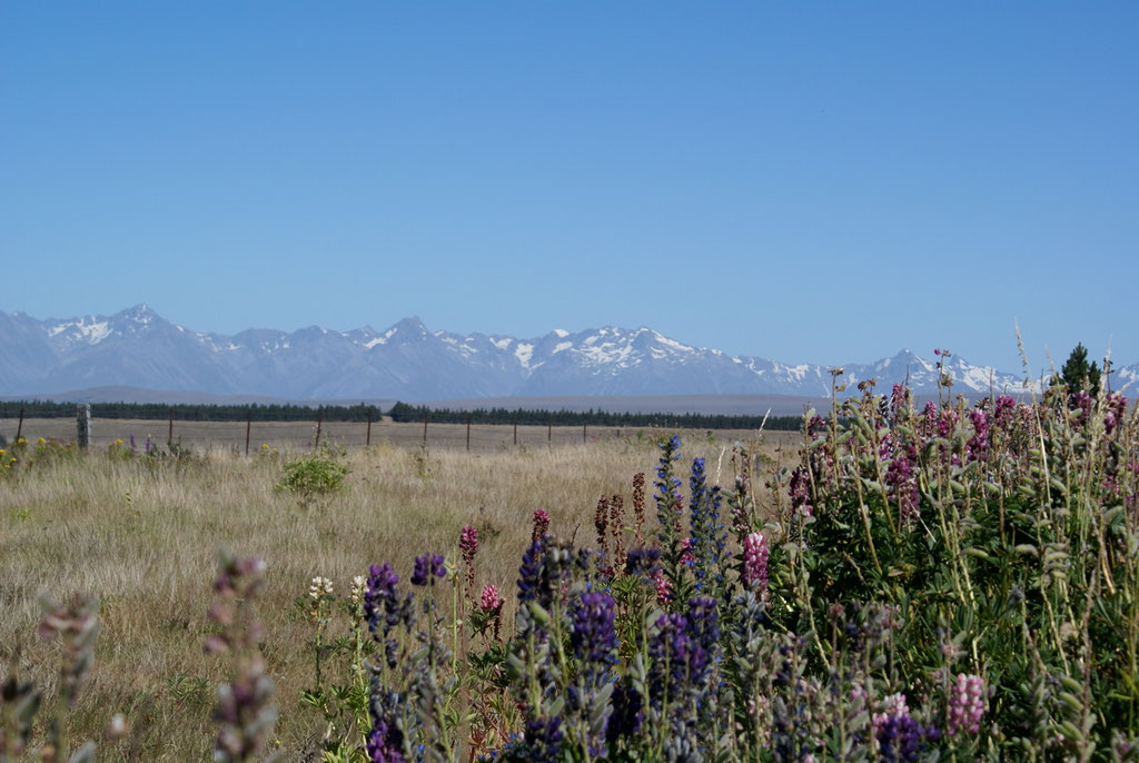 Neuseeländischen Alpen