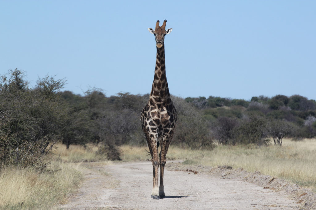 Giraffe beim Andoni Wasserloch