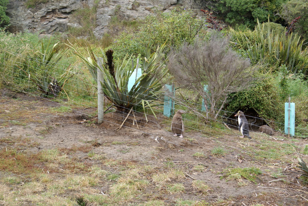 Pinguine auf der Halbinsel Otago