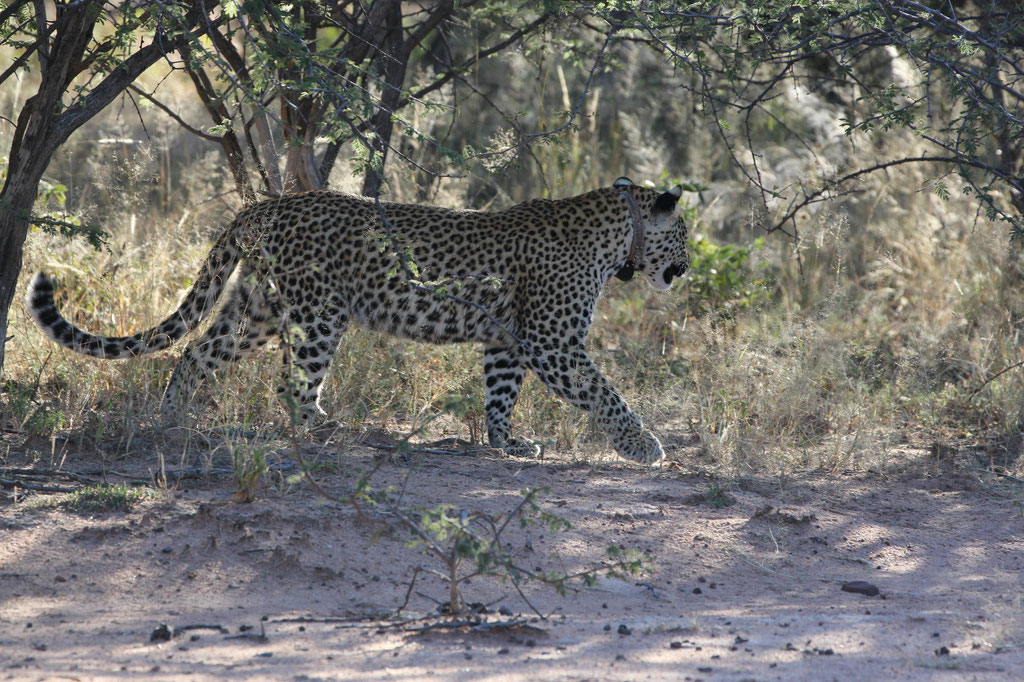 Unser erster Leopard auf freier Wildbahn 