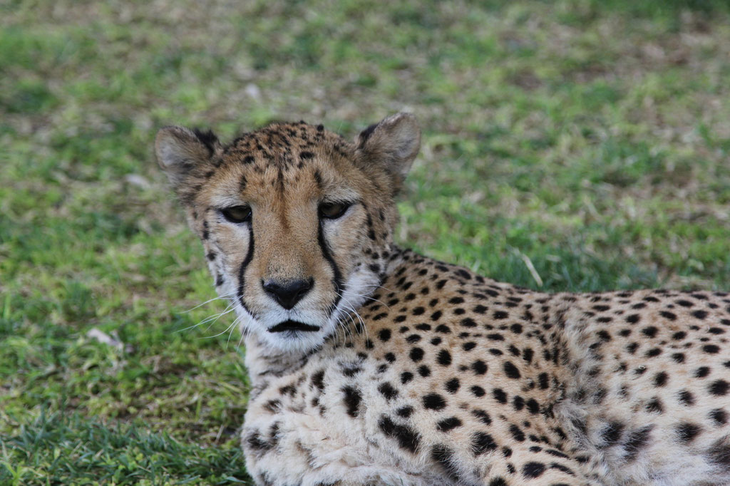 Cheetah beim Farmhaus