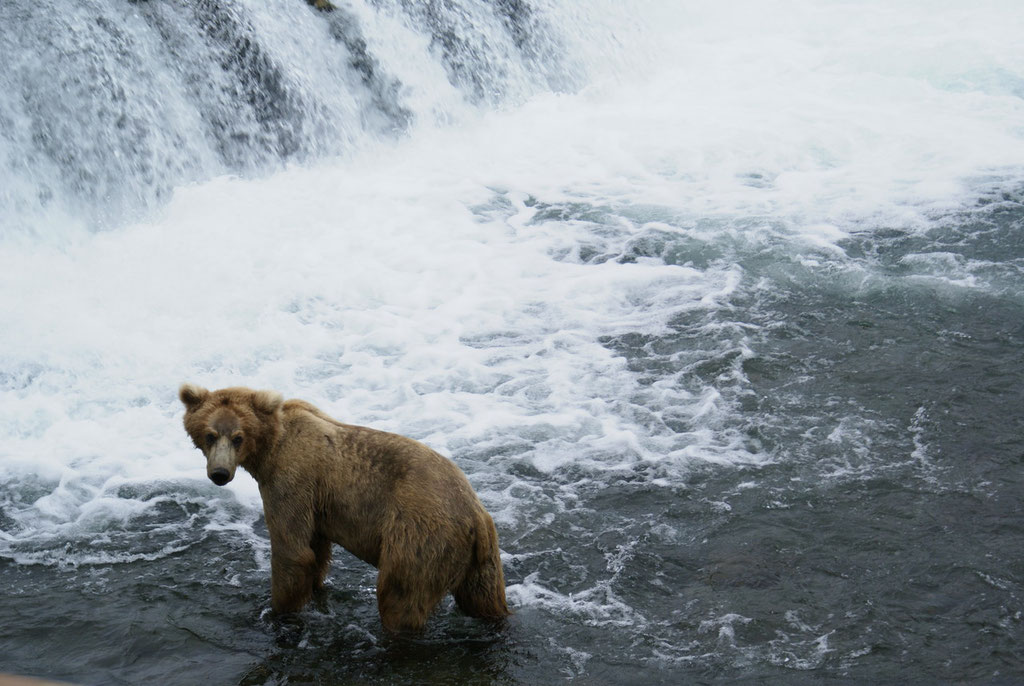 Grizzly an den Brooks Falls