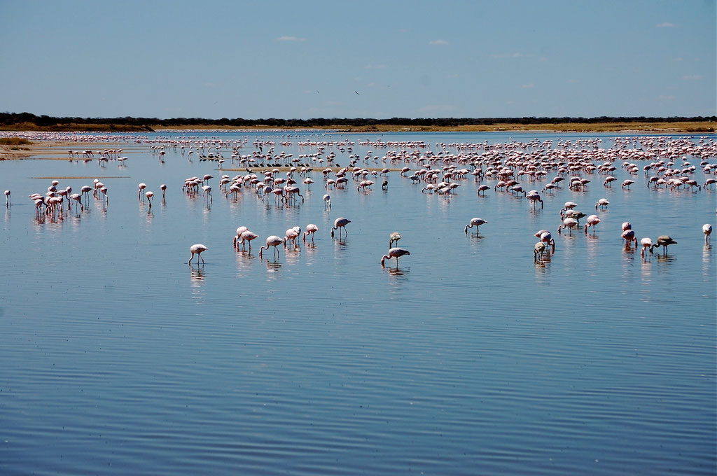 Flamingos bei Fischers Pan