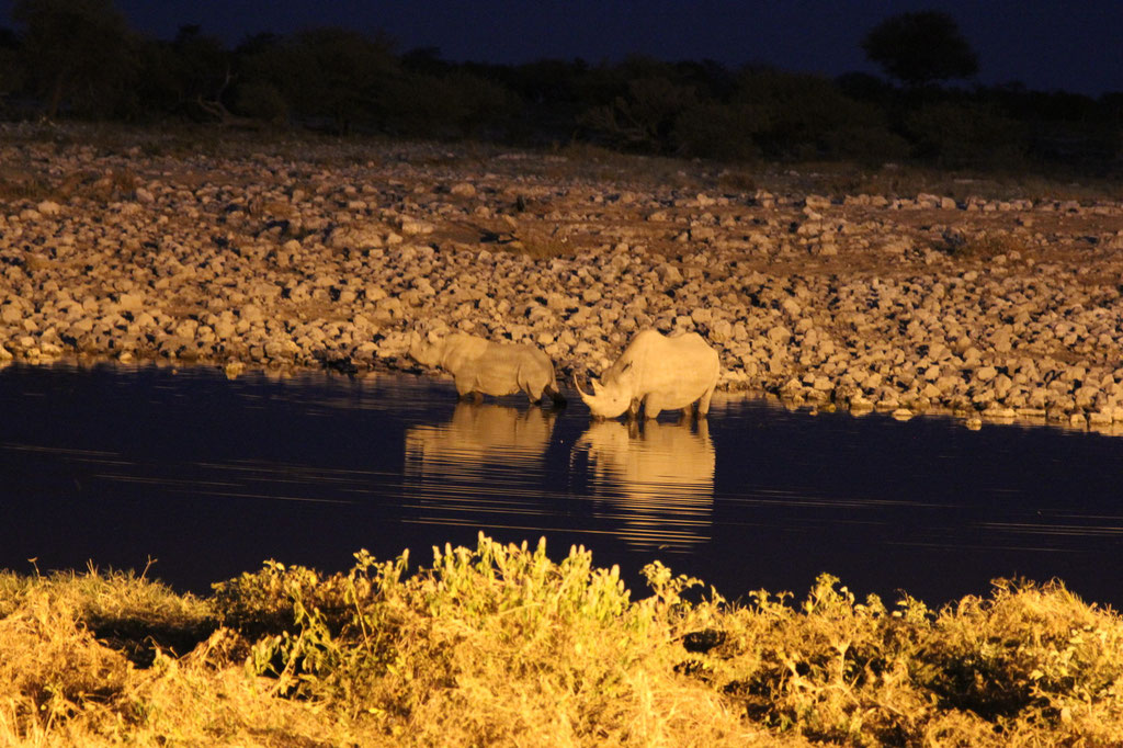 Nashornbesuch im Okaukuejo Wasserloch