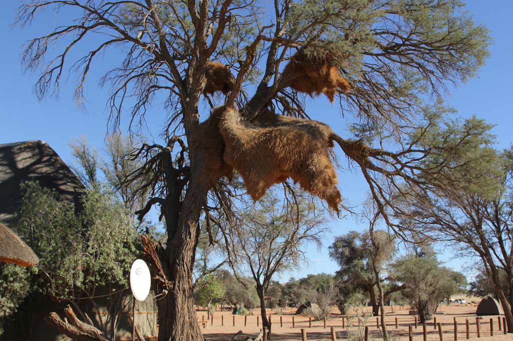 Webernest am Eingang zum Camping im Sossusvlei Nt.Park