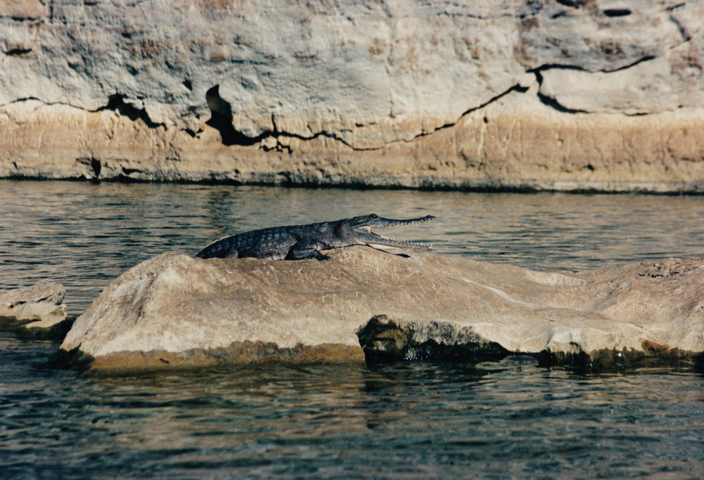 SÜSSWASSERKROKODIL IN DER GEIKI GORGE