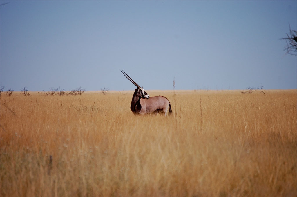 Oryx in der Steppe bei Andoni