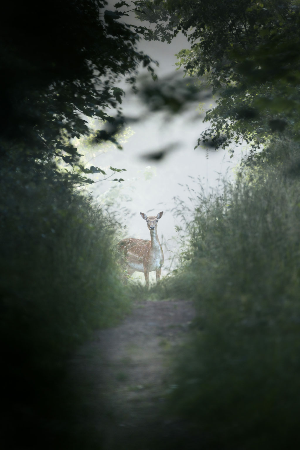 Damhirsch / European fallow deer (Dama dama) | 07-2021 | Schleswig-Holstein, Germany